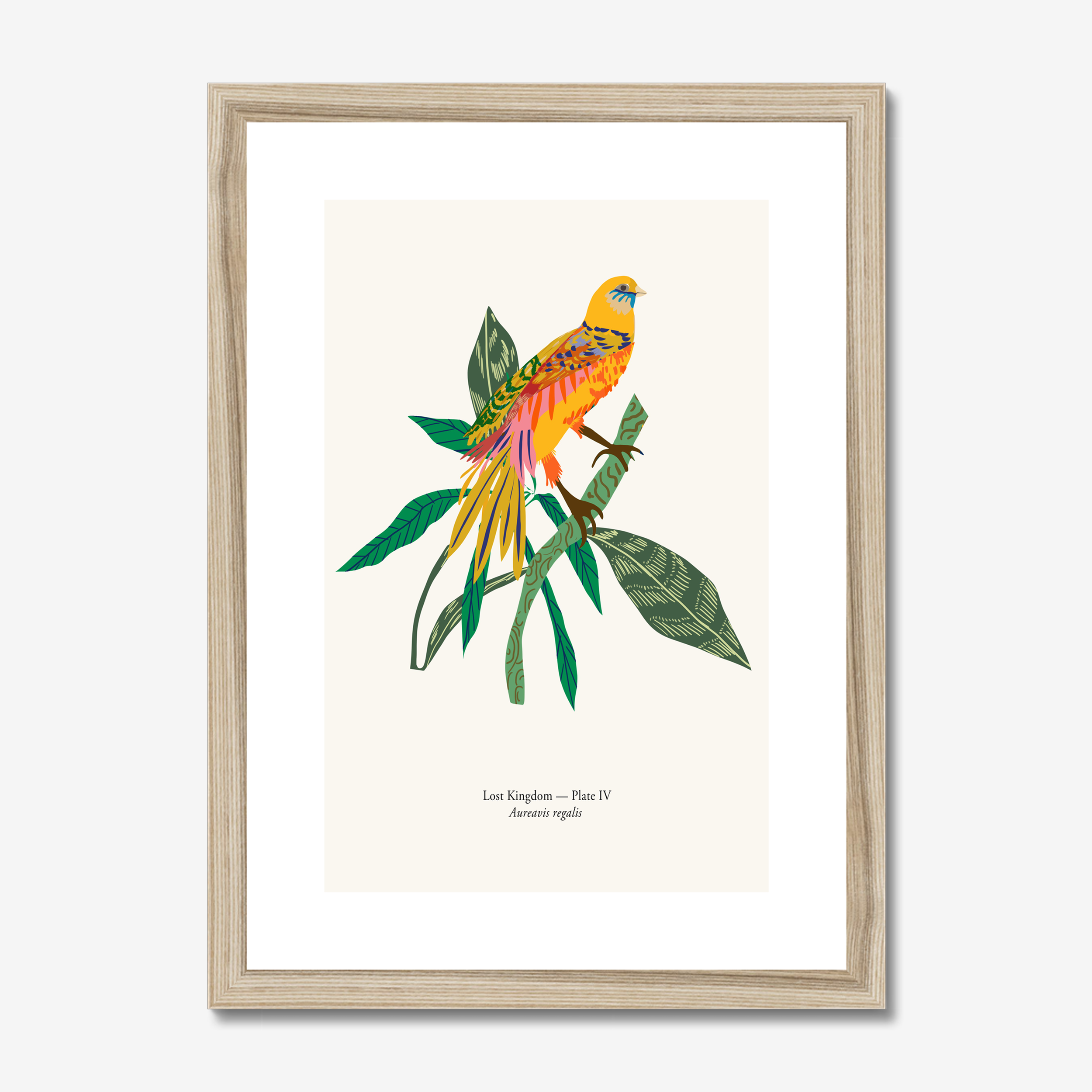 Aureavis Regalis botanical bird art print in natural oak frame