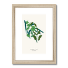 Folia Variegata A4 botanical art print in natural oak frame