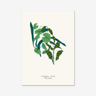 Folia Variegata A4 botanical art print unframed