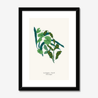 Folia Variegata A4 botanical fine art print from the Lost Kingdom series by Kitty McCall